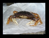 Want to go a few rounds? They stopped by the local market and picked up this Dungeness crab. It was a fighter!